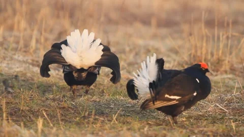 Two black grouse (Lyrurus tetrix) males fighting Stock Footage 300432024