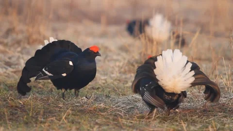 Two black grouse (Lyrurus tetrix) males fighting Stock Footage 300432036