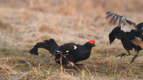 Two black grouse (Lyrurus tetrix) males fighting Stock Footage 300459663