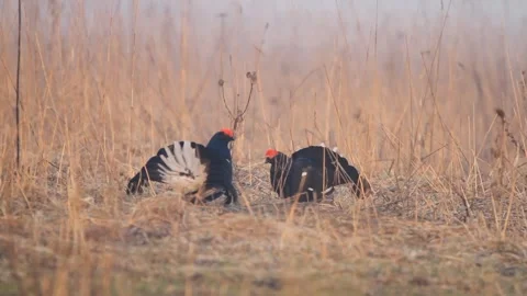 Two black grouse (Lyrurus tetrix) males fighting Stock Footage 300459681