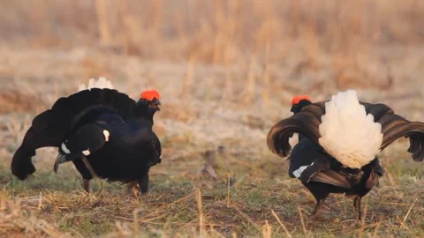 Two black grouse (Lyrurus tetrix) males fighting Stock Footage 300459705