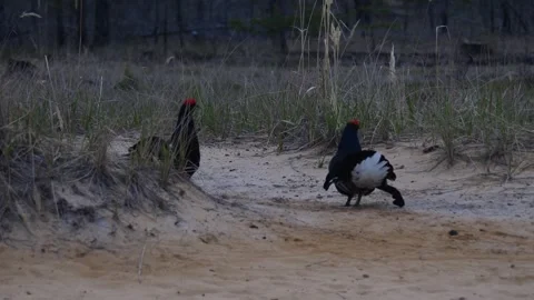 Two black grouses (Lyrurus tetrix) walk in the sand in Siberia Stock Footage 283353765