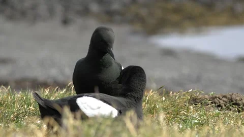 Two Black Guillemots Interacting on the Grass in Iceland 4K Wildlife Footage Video stock 339797689
