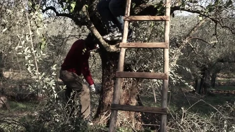 Two black guys working on an olive tree with staircase Stock Footage 158328257