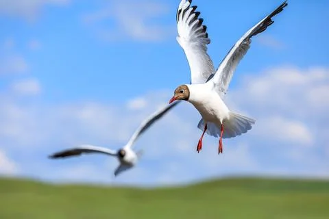 Two black-headed bird is flying. Stock Photos