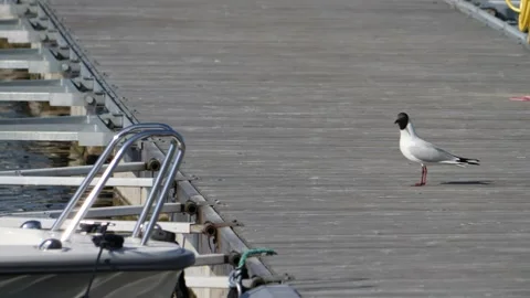 Two Black-headed Gull Arguing on a Jetty, One flies away, Seabird conflict scene 動画素材 205697907