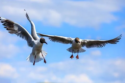 Two black-headed gull flying in the blue sky. Stock Photos