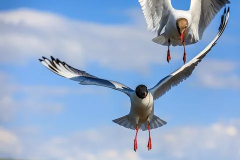 Two black-headed gull flying in the blue sky. Stock Photos