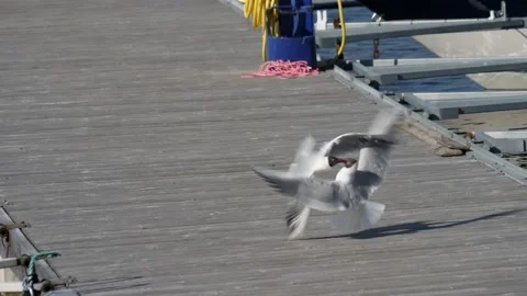 Two Black-headed Gull on a Jetty Fighting, Slowmo 動画素材 205698381