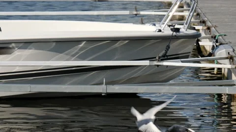 Two Black-headed Gull Suddenly Starts a Fight and Falls In To Water, Slowmo Vídeos de archivo 205616328