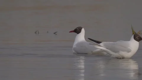 Two black-headed gulls (Chroicocephalus ridibundus) splash in the water Stock Footage 283933696
