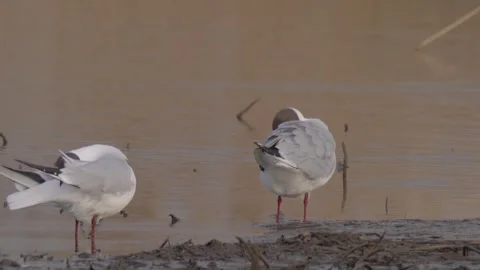 Two black-headed gulls (Chroicocephalus ridibundus)  clean feathers Stock Footage 283933860