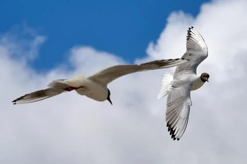 Two black-headed gulls (Chroicocephalus ridibundus) flying against a blue clo Fotos de archivo