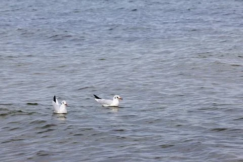 Two black headed gulls floating on sea water. Foto stock