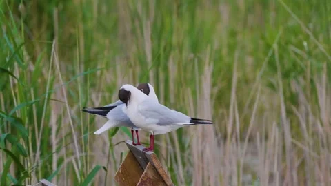Two Black-headed Gulls Perched on a Post at Ros River, Ukraine Stock Footage 326375643