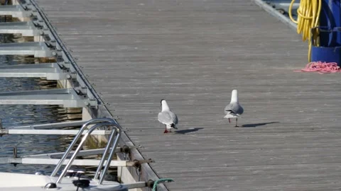 Two Black-headed Gulls Running on a Jetty, Slowmo Stock Footage 205699330