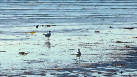 Two Black-headed Gulls Search on the Beach for Food, Slow Motion Stock Footage 156596054