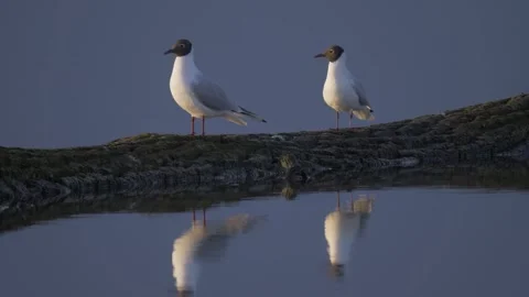 Two black-headed gulls sit on the old tree in the water (Chroicocephalus rid) Stock Footage 283933602