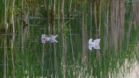 Two Black-headed Gulls Swimming in Reeds on the Ros River, Ukraine Stock Footage 326382912