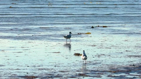 Two Black-headed Gulls Walk on the Beach Together and Feeding, Slow Motion Stock Footage 156596076