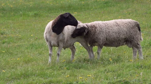 Two black headed sheep graze in paddock - affectionate to each other Video stock 140596667
