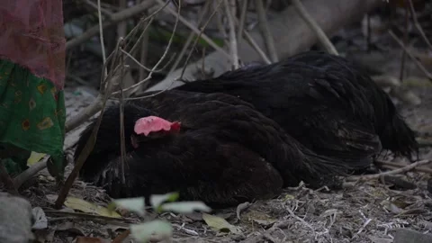 Two black hens lying down peacefully video Stock Footage 300086678