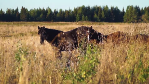 Two black horses in a field at sunset Stock Footage 281172449
