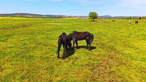 Two black horses grazing together in rural pasture, Bulgaria 스톡 동영상 339004357