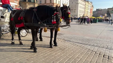 Two black horses in one harness of white carriage Stock Footage 179436221