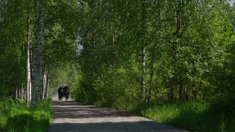Two black horses pulling a luxury carriage Stock Footage 277168293