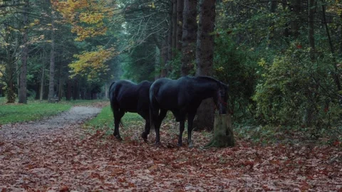 Two Black Horses Standing on Forest Path in Autumn Video stock 327464278