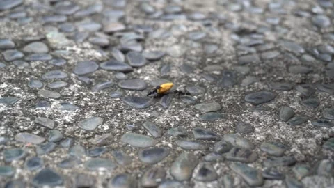 Two black house ants,work together carrying a heavy load of food Stock Footage 296862819