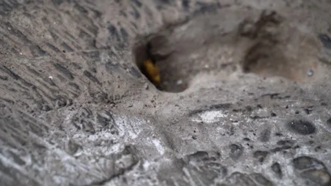Two black house ants,work together carrying a heavy load of food Stock Footage 296863650