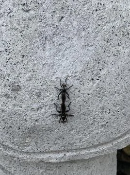 Two Black Insects, Mating Pair Stock Photos
