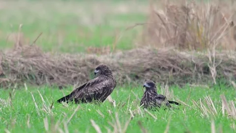 Two Black Kite Birds Perching on Green Grass Field in Wild Habitat Stock Footage 330646366