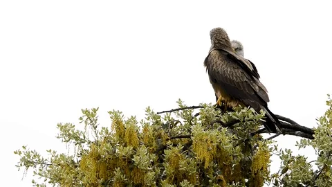 Two black kites on top of a tree with copy space for text Video stock 117039743