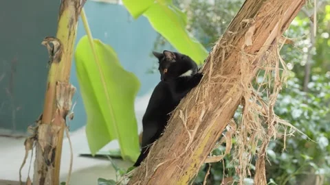 Two black kittens are playing and climbing a banana tree. 库存影片 324555318