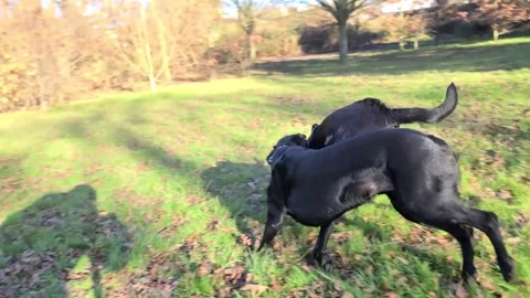 Two Black Labrador Retriever play fighting Stock Footage 262357232