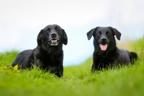 Two black labradors Stock Photos