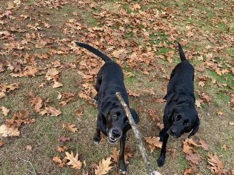 Two Black Labs Foto stock