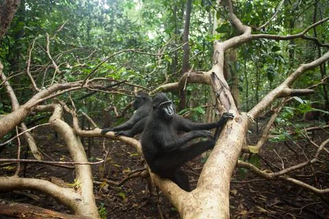 Two black macaques sit on the tree Stock Photos