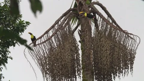 Two Black Mandibled Toucans close up, in tall tree Stock Footage 157789625
