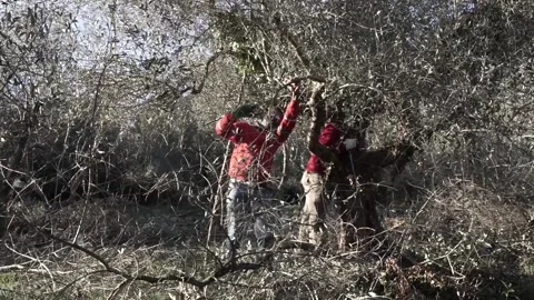 Two black migrants working and pruning in an olive tree grove 스톡 동영상 158328215