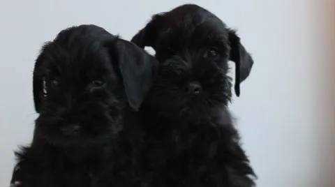 Two  black miniature schnauzer Stock Footage 50152889
