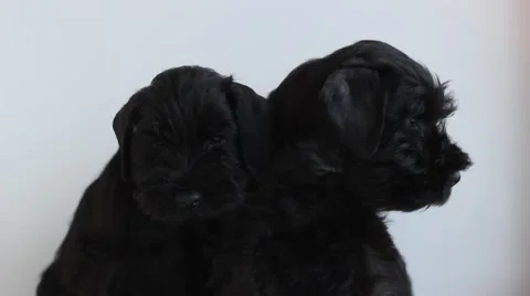 Two  black miniature schnauzer Stock Footage 51145069