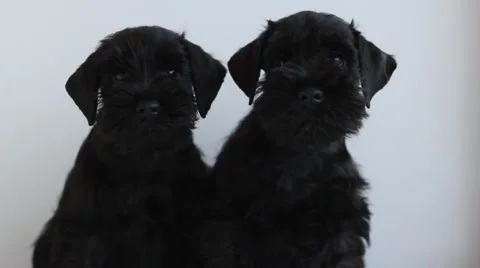 Two  black miniature schnauzer Video stock 52181689