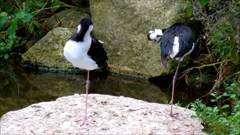 Two black-necked stilts cleaning themselves on a stone beside the water Stock Footage 93542809