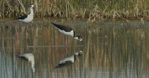 Two Black-necked stilts foraging at lake edge, slomo, 4k Stock Footage 244427543