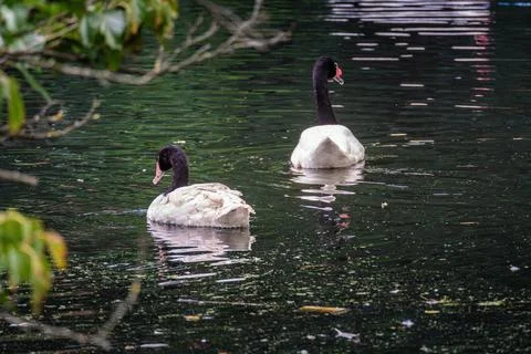 Two black-necked swans glide gracefully across a serene pond surrounded by Stock Photos