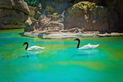 Two black-necked swans 写真素材